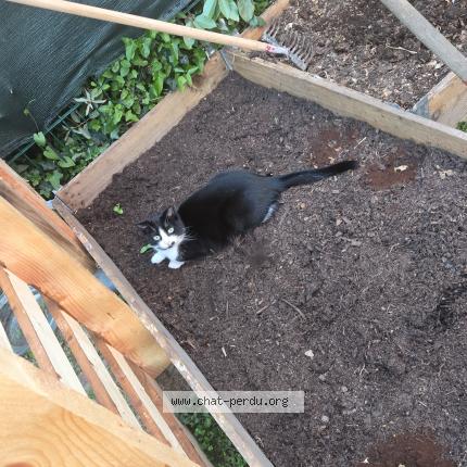 Photo 1/1 Loupette Chat lost in Flamanville