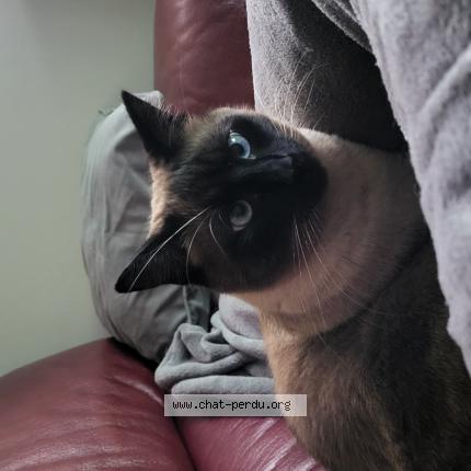 Photo 1/1 Jackson Chat lost in Chaussin