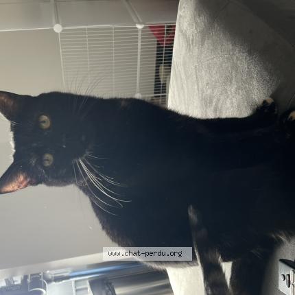 Photo 1/1 Mitaine Chat lost in Malzeville