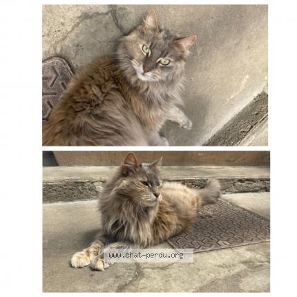 Photo 1/1 Pandora Chat lost in Dombasle sur meurthe