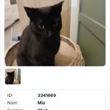 Picture of cat lost at Nice
