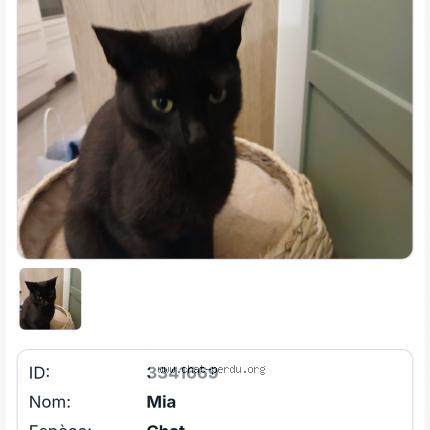 Photo 1/1 Mia Chat lost in Nice