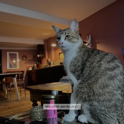 Photo 1/1 rom&eacute;o Chat lost in Dax