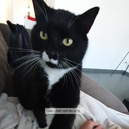 Foto 1/1 Kat teruggevonden Vermist in Marchienne Au Pont