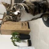 Picture of cat lost at Abondant