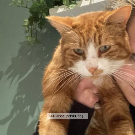 Photo 1/1 Prosper Chat lost in Cenon 33150