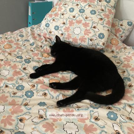 Photo 1/1 Uno Chat lost in Change