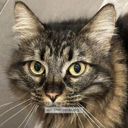 Photo 2/3 Riri Chat lost in Beaumont monteux