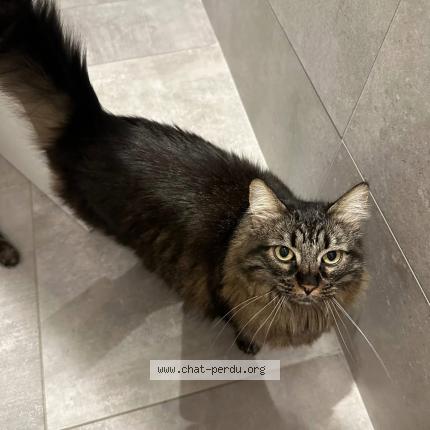 Photo 3/3 Riri Chat lost in Beaumont monteux