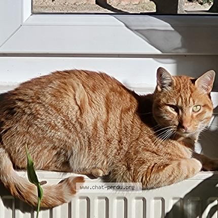 Photo 1/1 Caramel Chat lost in Lyon