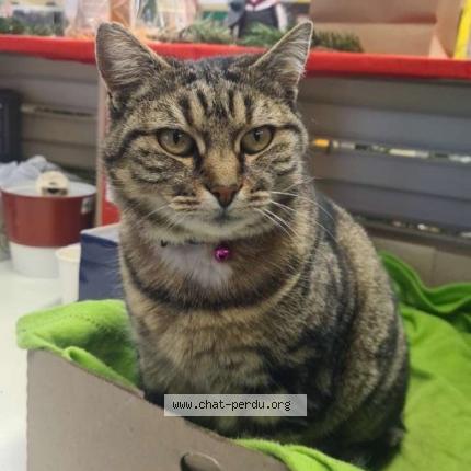 Photo 2/2 Cosette Chat lost in Noidans les vesoul