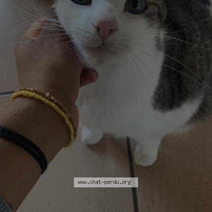 Photo 1/1 Nevee Chat lost in Bessenay