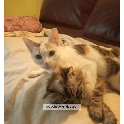 Photo 1/1 Pimprenelle Chat lost in Ambares