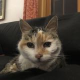 Picture of cat found at Cresuz