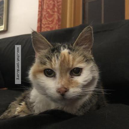 Photo 1/1 Found cat Found in Cresuz