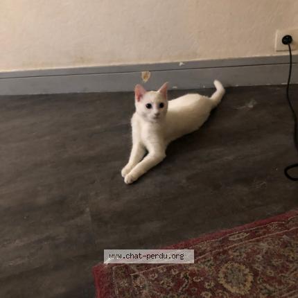 Photo 1/1 Zou Chat lost in Sorgues