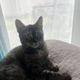 Picture of cat lost at Le Peage De Roussillon