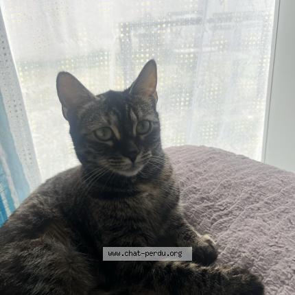 Photo 1/1 Nounie Chat lost in Le peage de roussillon