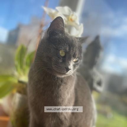 Photo 1/1 Bulle Chat lost in Kerlouan