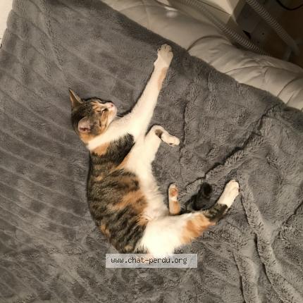 Photo 1/4 Roxy Chat lost in Limay