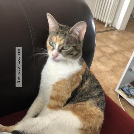 Photo 2/4 Roxy Chat lost in Limay