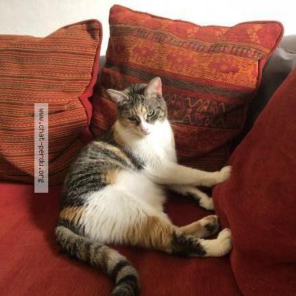 Photo 3/4 Roxy Chat lost in Limay