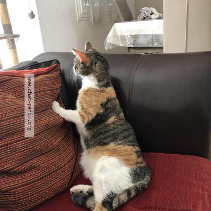 Photo 4/4 Roxy Chat lost in Limay