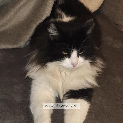 Photo 1/1 Hina Chat lost in Nice