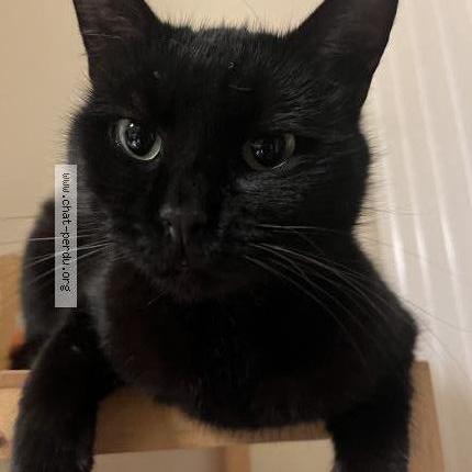 Photo 1/2 Kiri Chat lost in Hoenheim