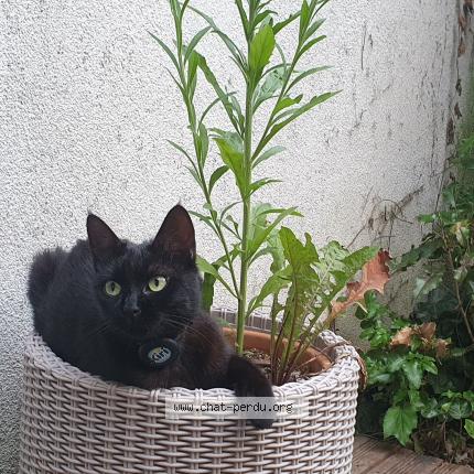 Photo 2/2 Kiri Chat lost in Hoenheim