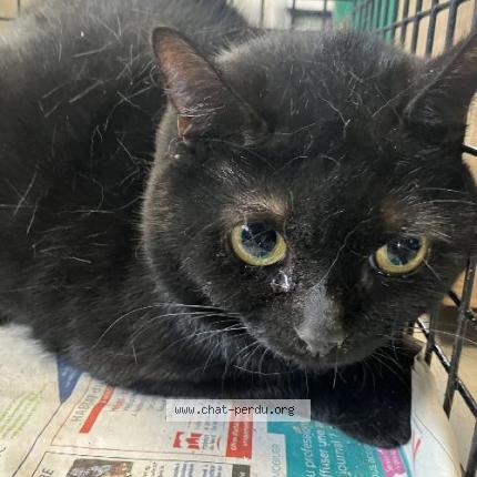 Photo 1/1 Found cat Found in Roubaix