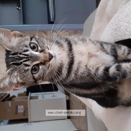 Photo 1/1 Gigi Chat lost in Doulezon