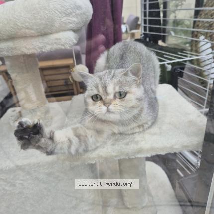 Photo 1/1 Minoche Chat lost in Le blanc mesnil