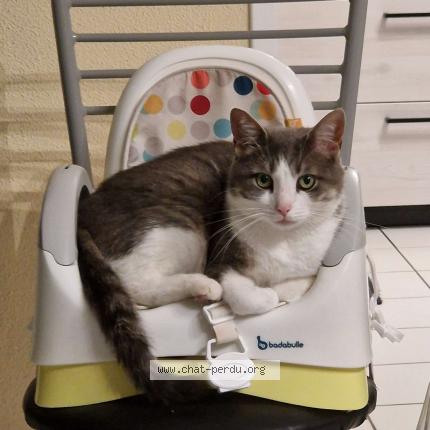 Photo 1/1 Pacha Chat lost in Saint martin de valamas