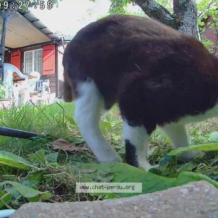 Photo 1/1 Found cat Found in 1203 geneve