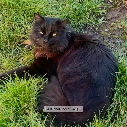 Photo 1/1 Salem Chat lost in Pfastatt