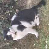 Picture of cat found at Quievrechain