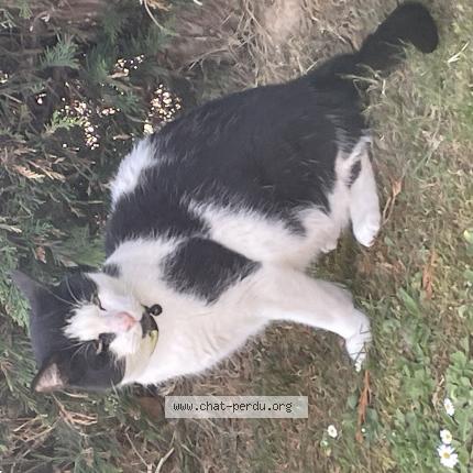 Photo 1/1 Found cat Found in Quievrechain