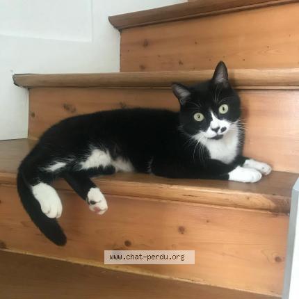 Photo 1/1 Pythagore Chat lost in Sannois