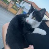 Picture of cat lost at Richwiller