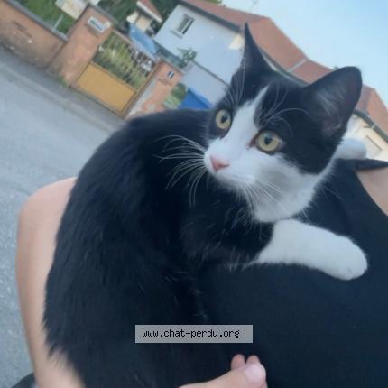 Photo 1/1 Cat reunited Lost in Richwiller