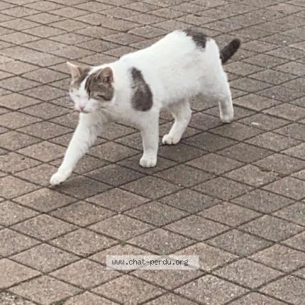 Photo 1/1 pompom Chat lost in Montmagny