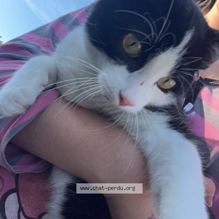 Photo 1/1 Cat reunited Lost in Richwiller