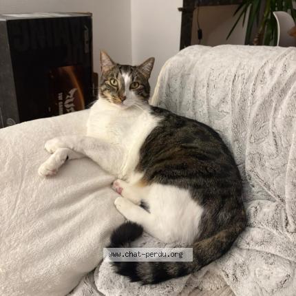 Photo 1/1 Ozone Chat lost in Hagetmau