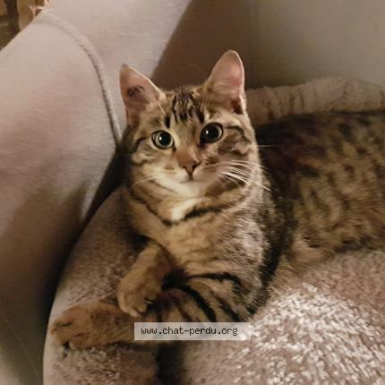 Photo 1/1 Paco Chat lost in Champnetery