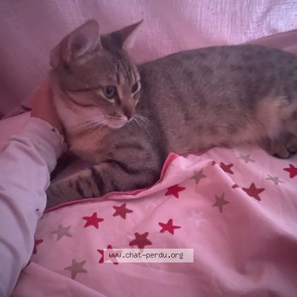 Photo 1/1 Simba Chat lost in Salon de provence