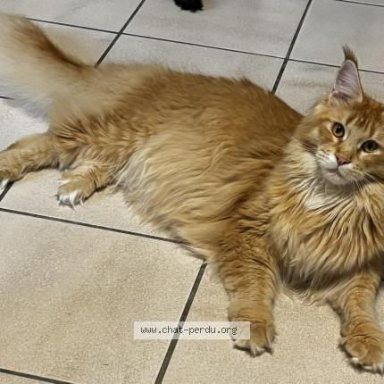 Foto van vermiste kat in Habay La Vielle