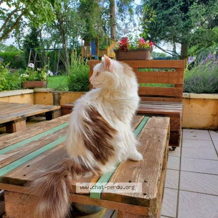 Photo 1/1 Cabriole Chat lost in Mazeley