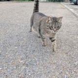 Picture of cat found at Palaiseau