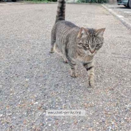 Photo 1/1 Found cat Found in Palaiseau
